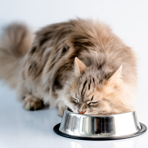 Katzen werden falsch gefüttert