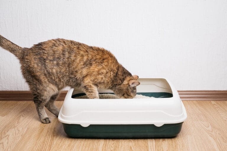 Katze frisst Katzenstreu