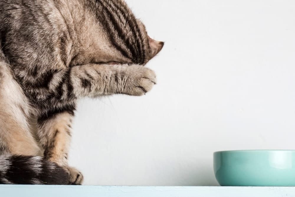 Katze frisst kein Nassfutter So überzeugst du "TrockenfutterJunkies" • katzenkram