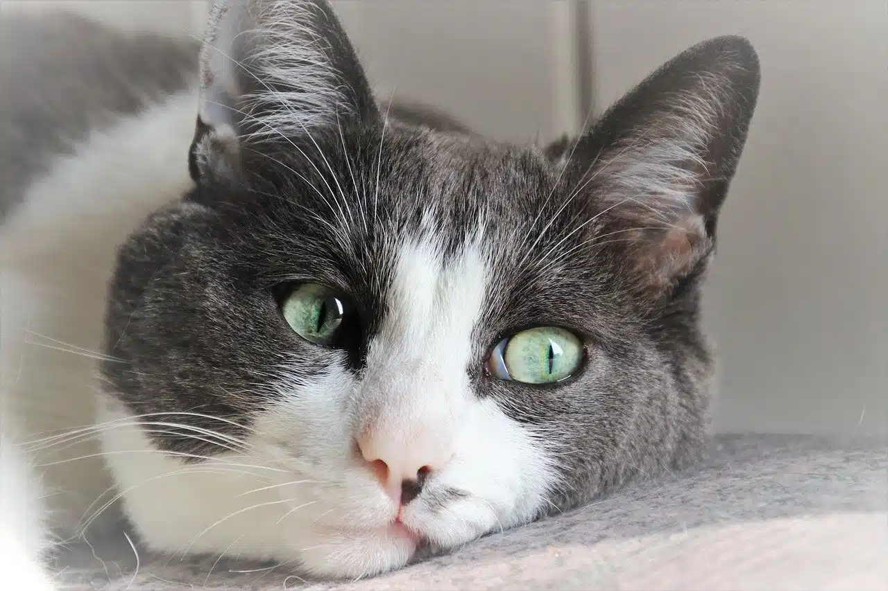 Deine Katze Frisst Nicht Das Kann Hinter Einer Appetitlosigkeit