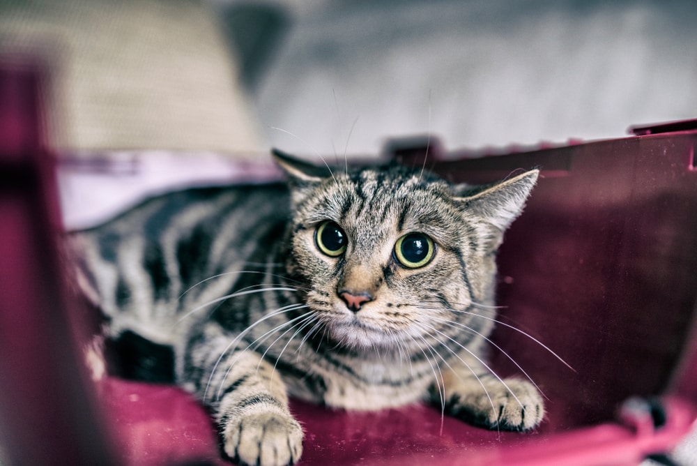 Katze gebissen - Wunde Behandlung