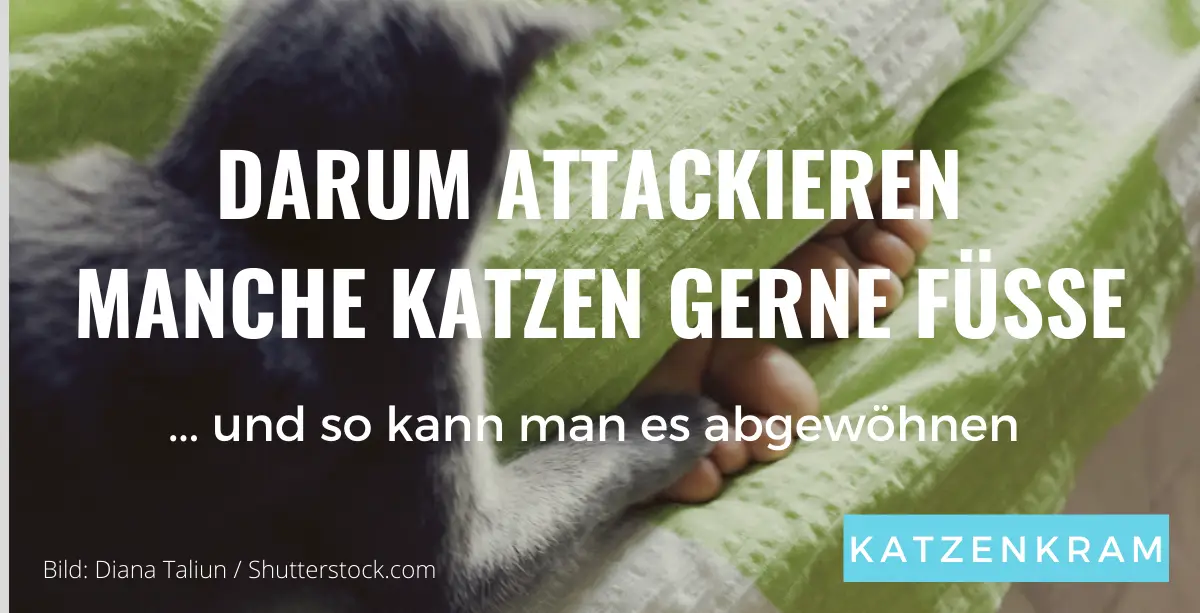 Die Katze greift Füße an - Ursachen & abgewöhnen