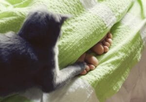 Katze greift Füße an