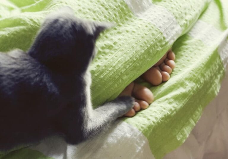 Katze greift Füße an