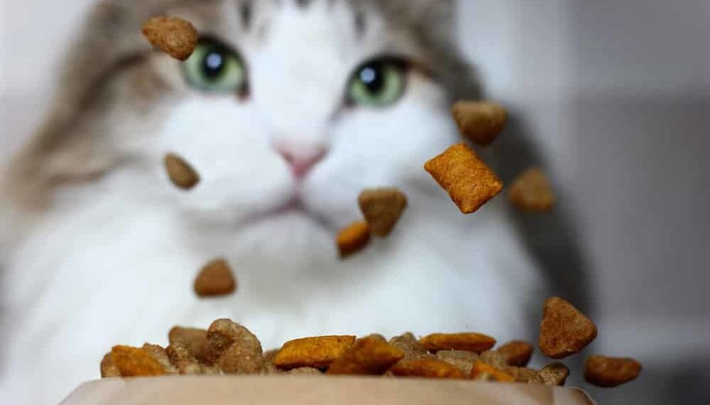 Gibt es gutes Trockenfutter für Katzen?