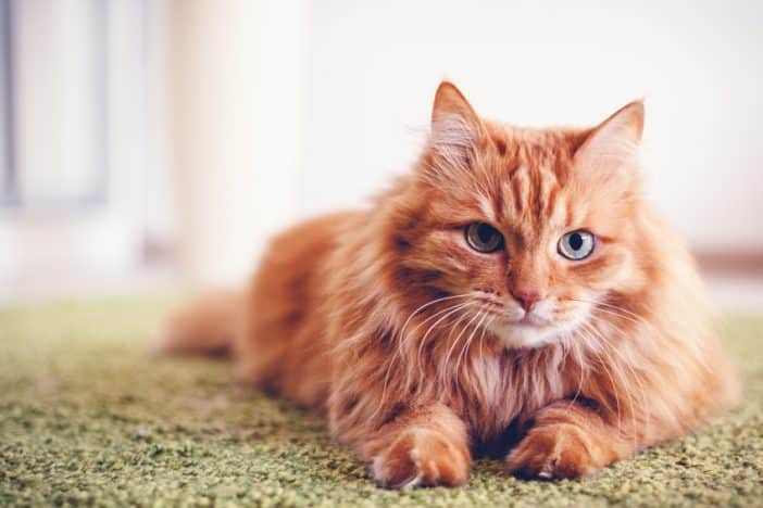 Katze Hat Schuppen Das Kannst Du Dagegen Machen