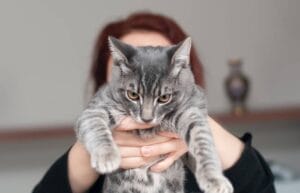 Katze hat Würmer