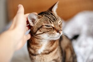 Katze hat warme Ohren