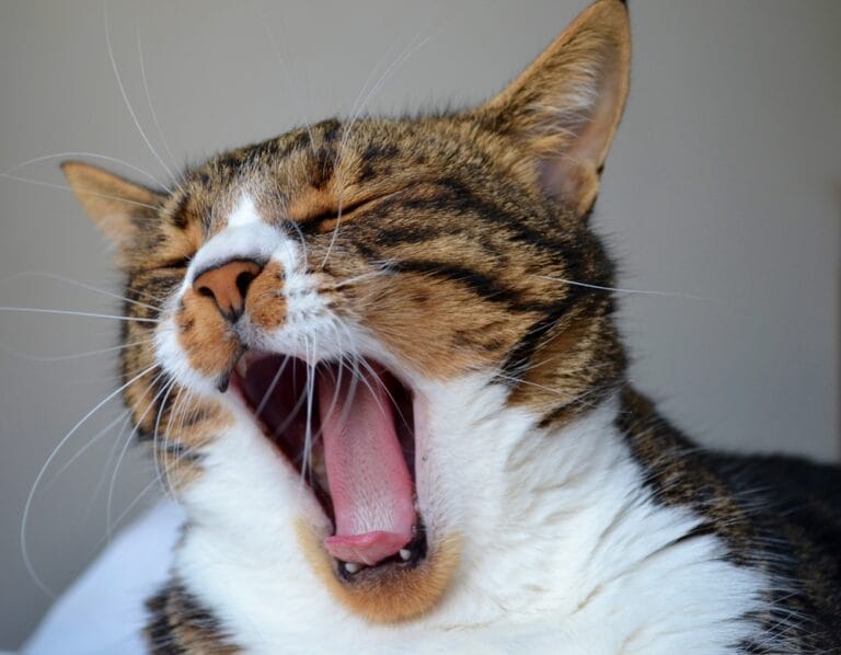 Katze ignoriert mich