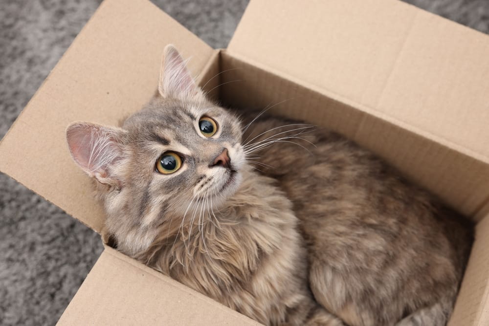 Katze im Karton