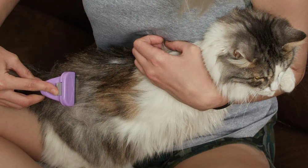 katze kein Appetit wegen Haarballen