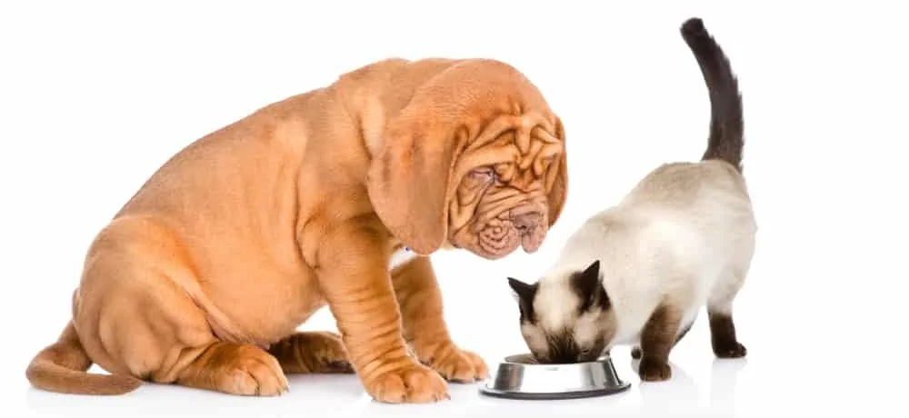 Katze klaut Hundefutter