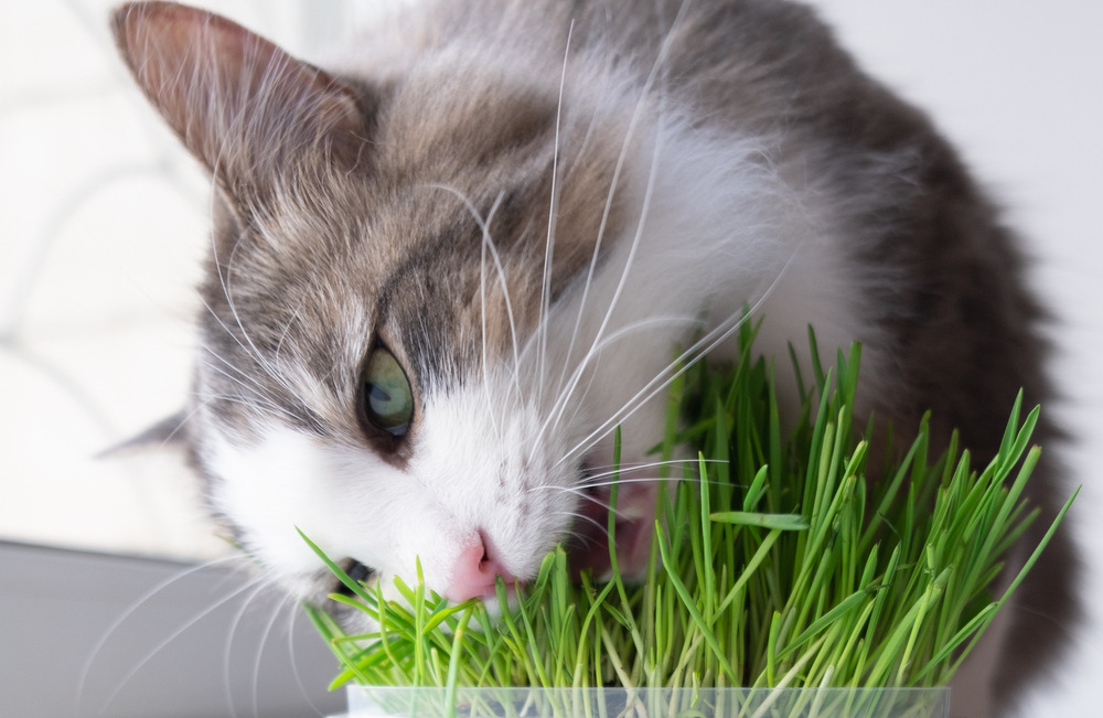 Katze kotzt Ursachen