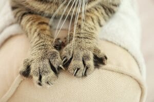 Katze kratzt an Sofa
