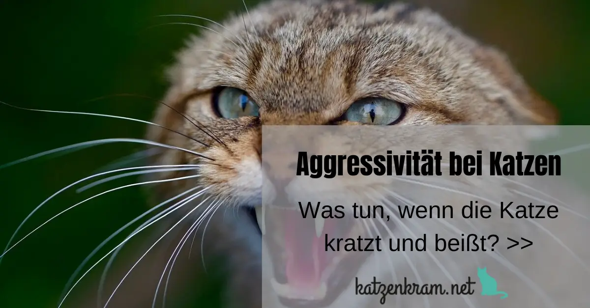 Meine Katze Kratzt Und Beißt Mich