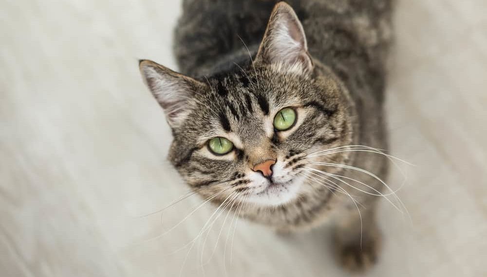 Katze läuft hinterher