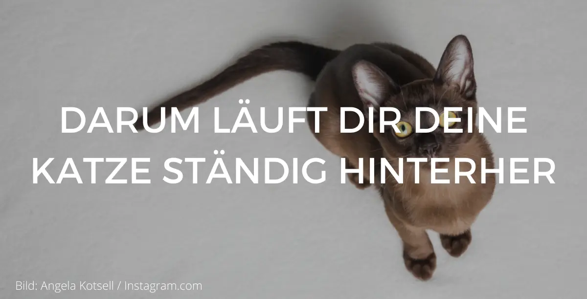 Darum läuft dir deine Katze Zuhause ständig hinterher • katzenkram