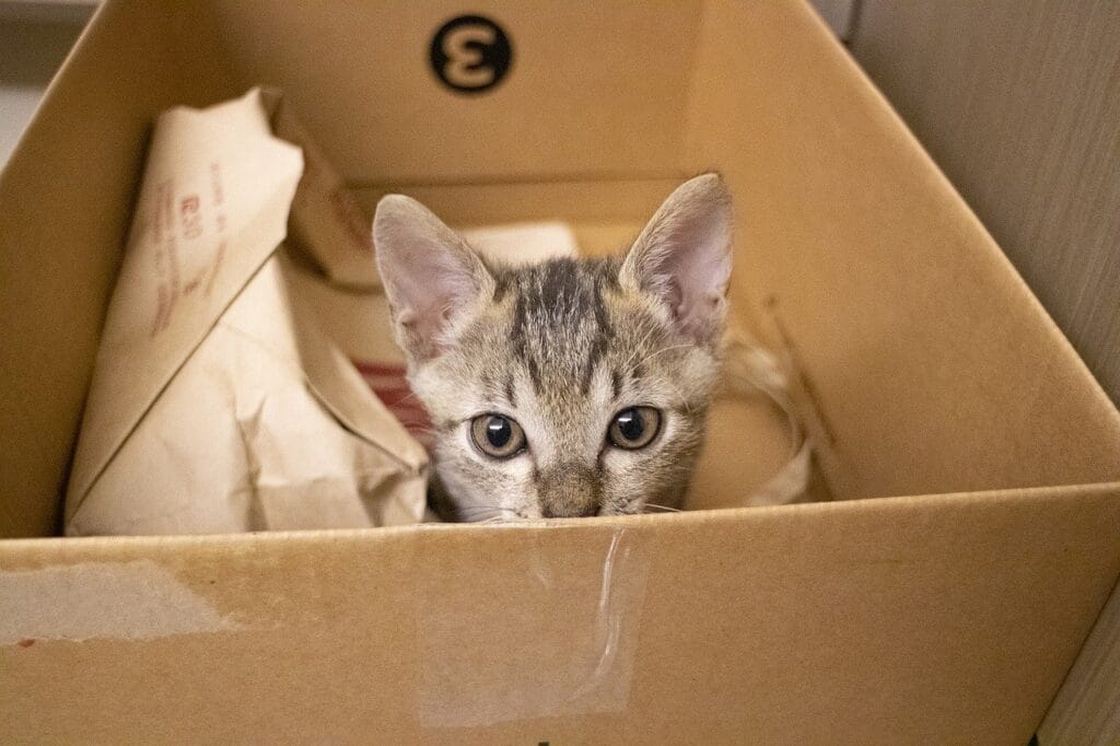 Katze in einem Karton