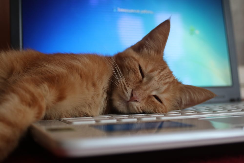 Katze liegt auf Computer
