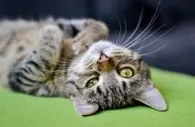 Trachtigkeit Bei Katzen Alle Infos Zu Schwangerschaft Und Geburt