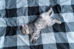 Katze liegt auf dem Rücken