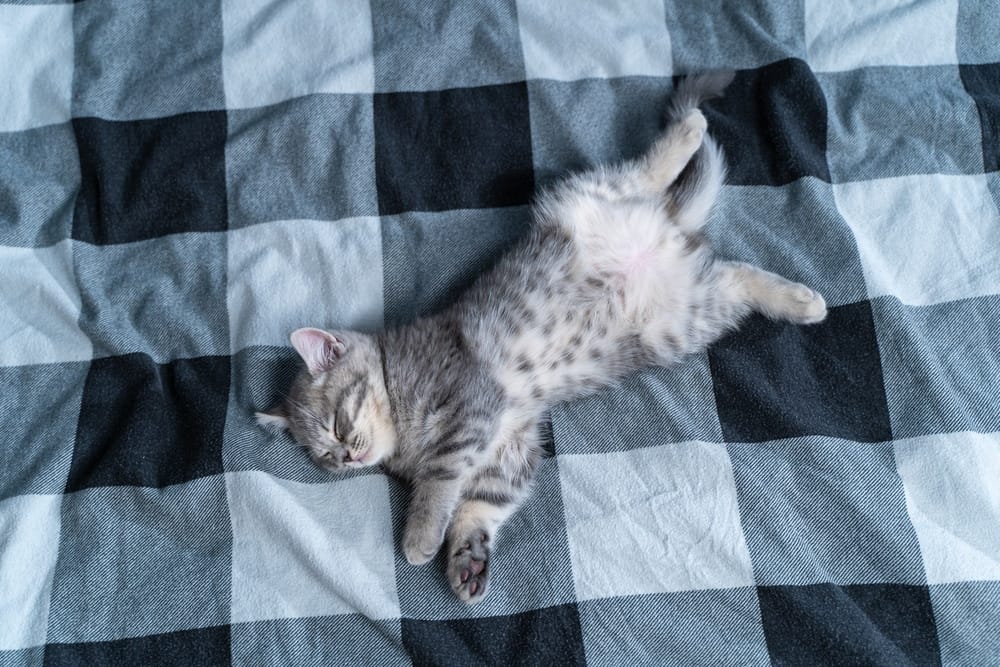 Katze Wirft Sich Auf Den Rücken