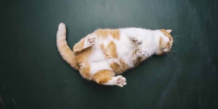 Warum Rennt Meine Katze Durch Die Wohnung