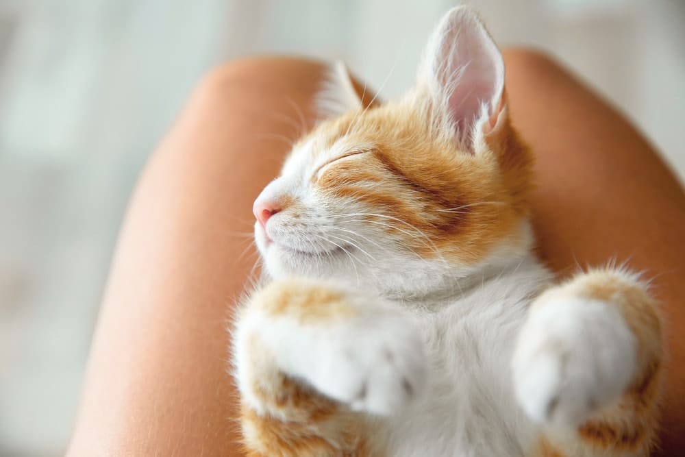 Warum schlafen Katzen auf Menschen?