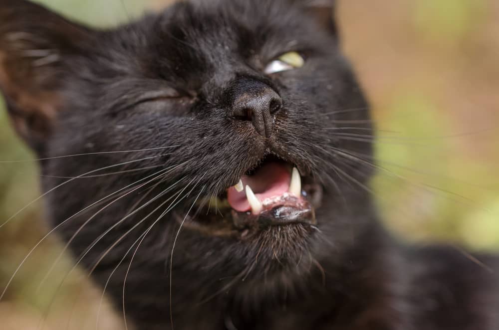 Kleine Katze Niest Ständig