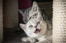 Mundgeruch Bei Katzen Das Kannst Du Gegen Schlechten Atem