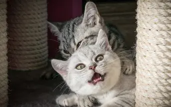 Schwarze Katzen Nein Sie Bringen Kein Unglück