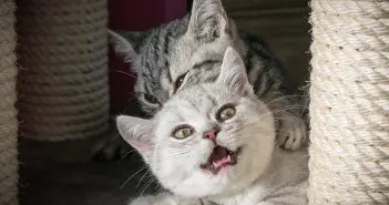 Katzen Infos Archive Katzenkram