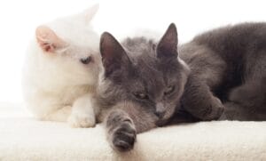 Katze oder Kater