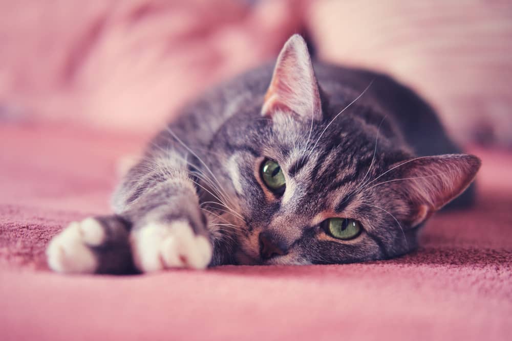 Katzen Beruhigungs Bett