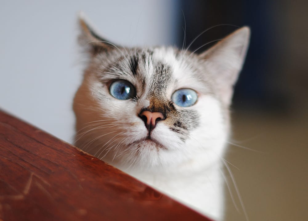 Katze reagiert auf Namen