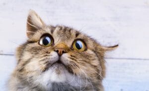 Katze rennt wie verrückt durch die Wohnung (2)