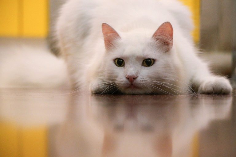 Katze Rennt Wie Verrückt Durch Die Wohnung Katze Rennt Wie Verrückt Durch Die Wohnung