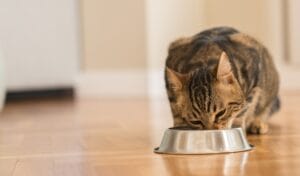 Katze richtig füttern
