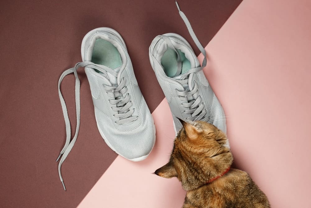 Katze schnüffelt an Schuhen