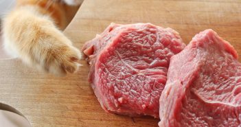 Dürfen Katzen Schweinefleisch essen? – Hier alle Infos: Katzen Schweinefleisch