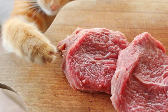 Rohes Schweinefleisch Katze