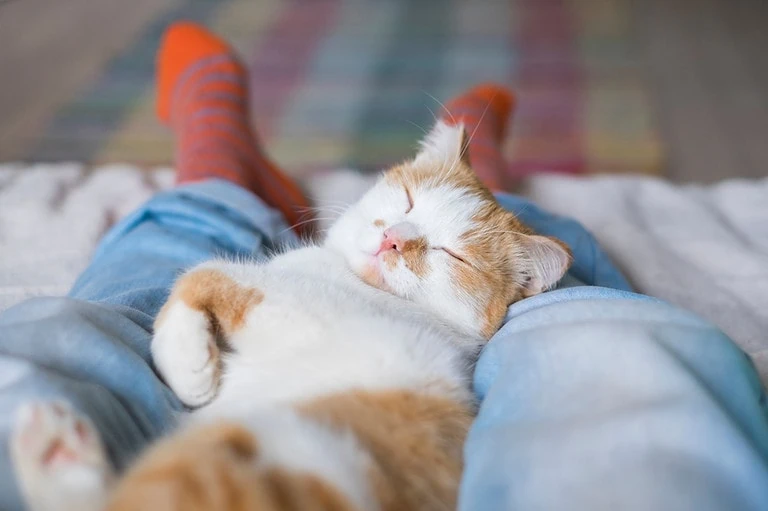 Meine Katze liegt auf mir und schläft