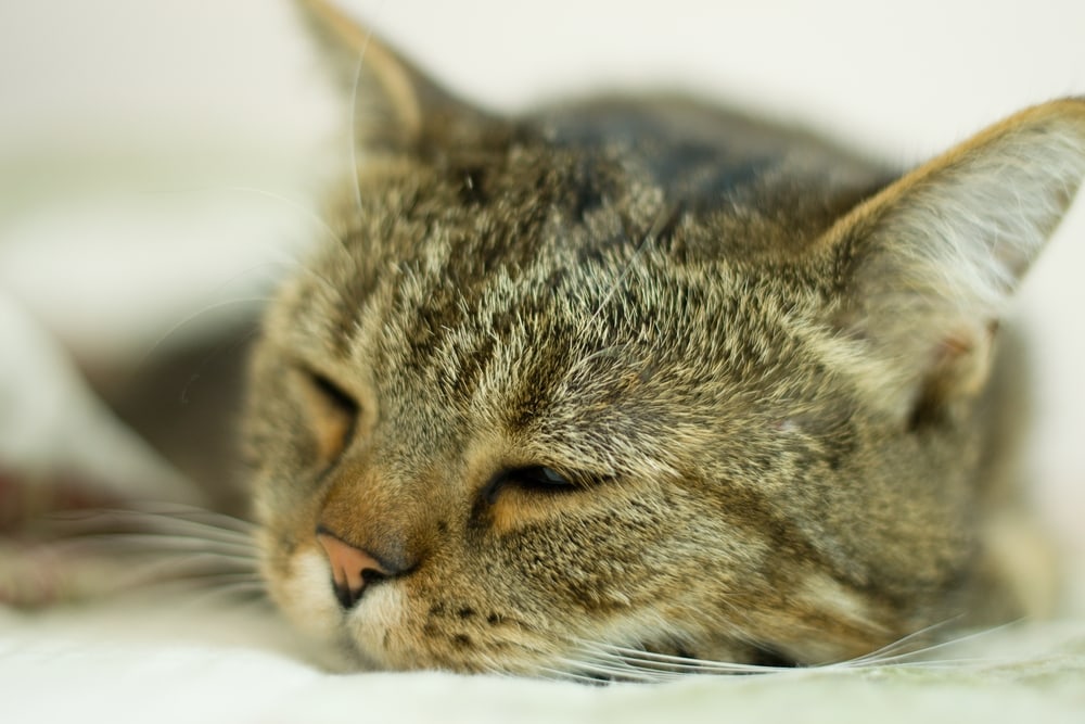 Katze schläft mit offenen Augen