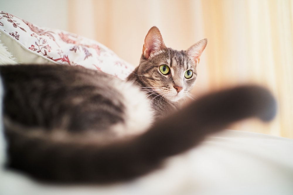 Katze schlägt mit Schwanzspitze beim Liegen