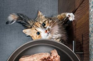 Katze schlingt, frisst hastig
