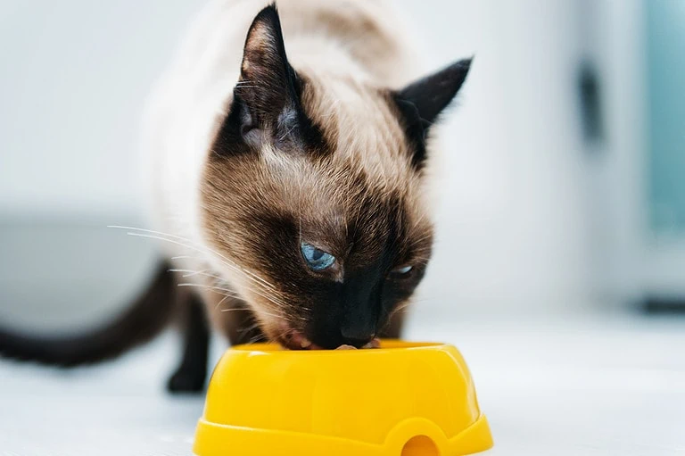 Katze schlingt und erbricht