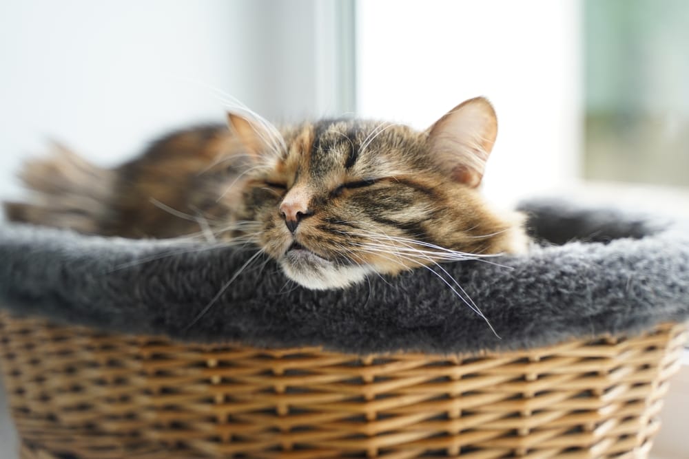 Katze schläft im Körbchen, schnarcht