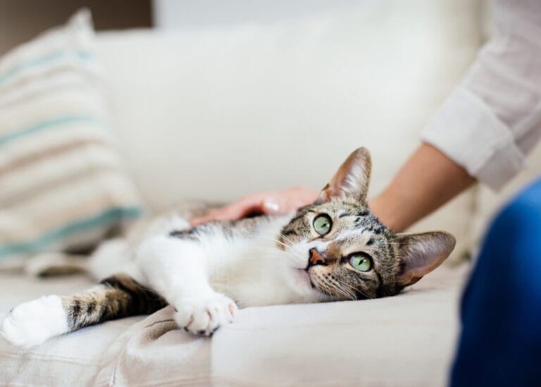 Katze schnurrt nicht