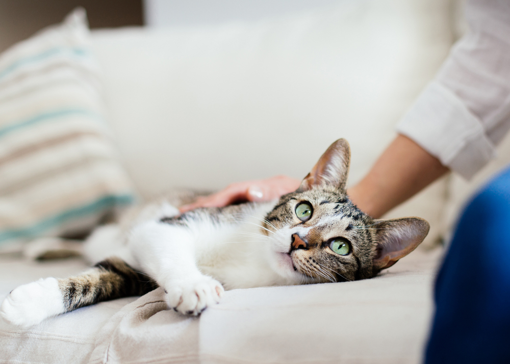 Katze schnurrt nicht was ist der Grund? • katzenkram