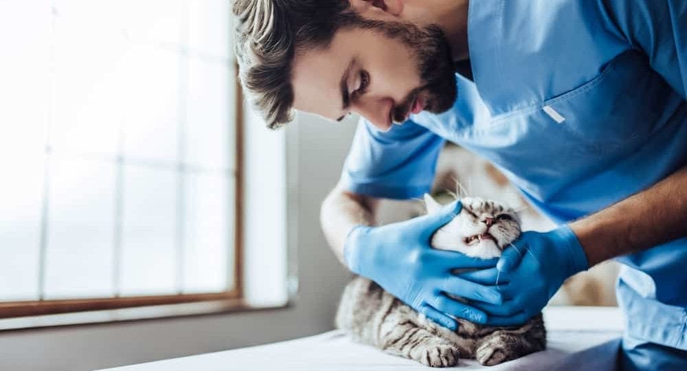 Starker Mundgeruch bei Katzen als Krankheitssymptom